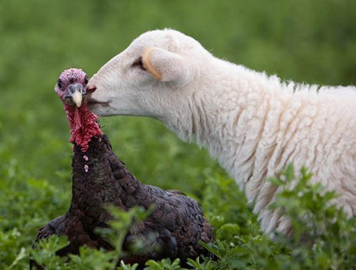 Turkeys: Four Fascinating Facts You Might Not Know