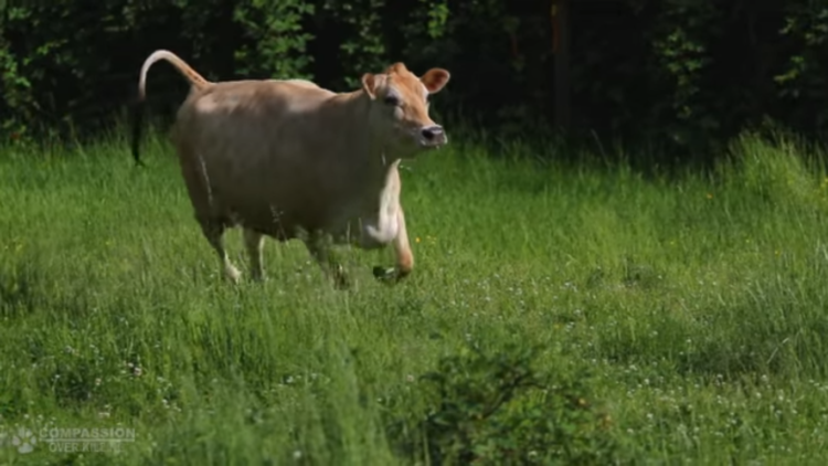 4 Cows You’ll Want to Cuddle Right Now