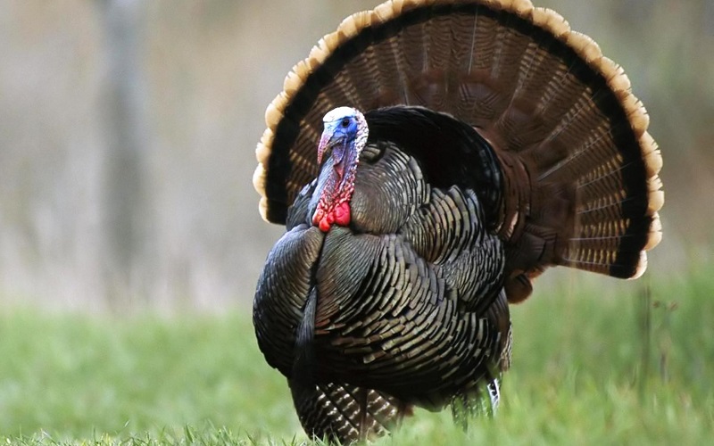 Consider These Fascinating Facts About Turkeys Animal Outlook