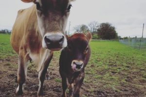 rescue cows