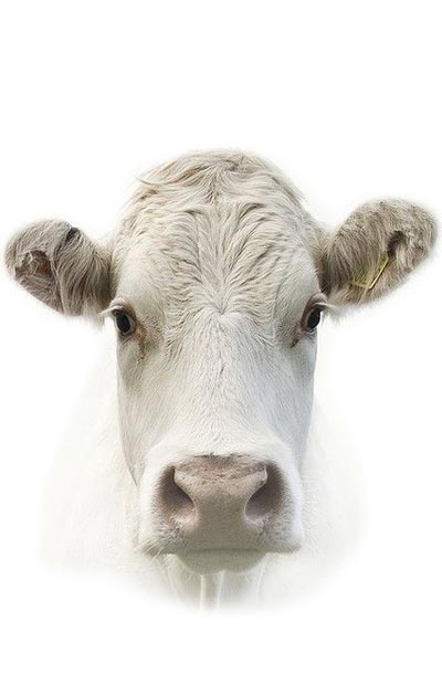 cow's face on white background